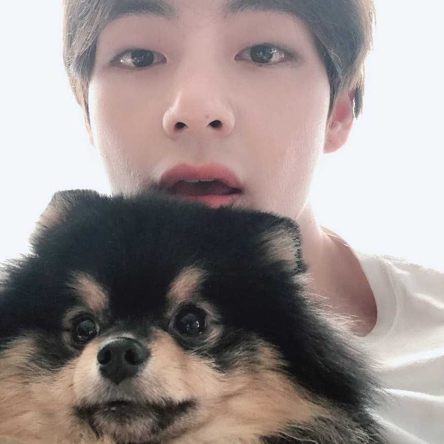 Arti Yeontan bagi BTS, Anggota Kedelapan BangTan Boys yang Dipelihara